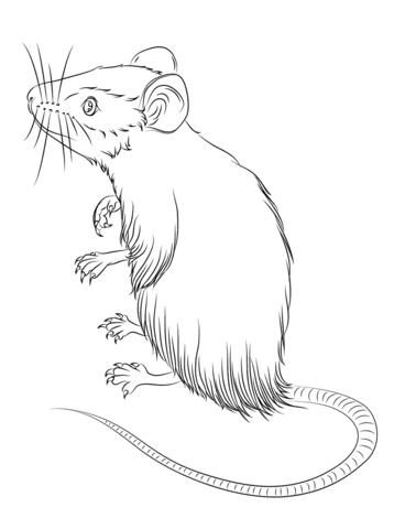 Mouse Standing Up Coloring Page